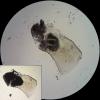 Armadillidium sp.